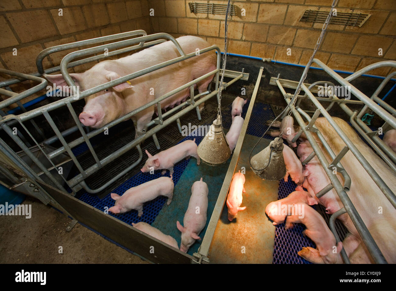 Les porcs domestiques suckling pig porcelets en hangar à piggery Banque D'Images