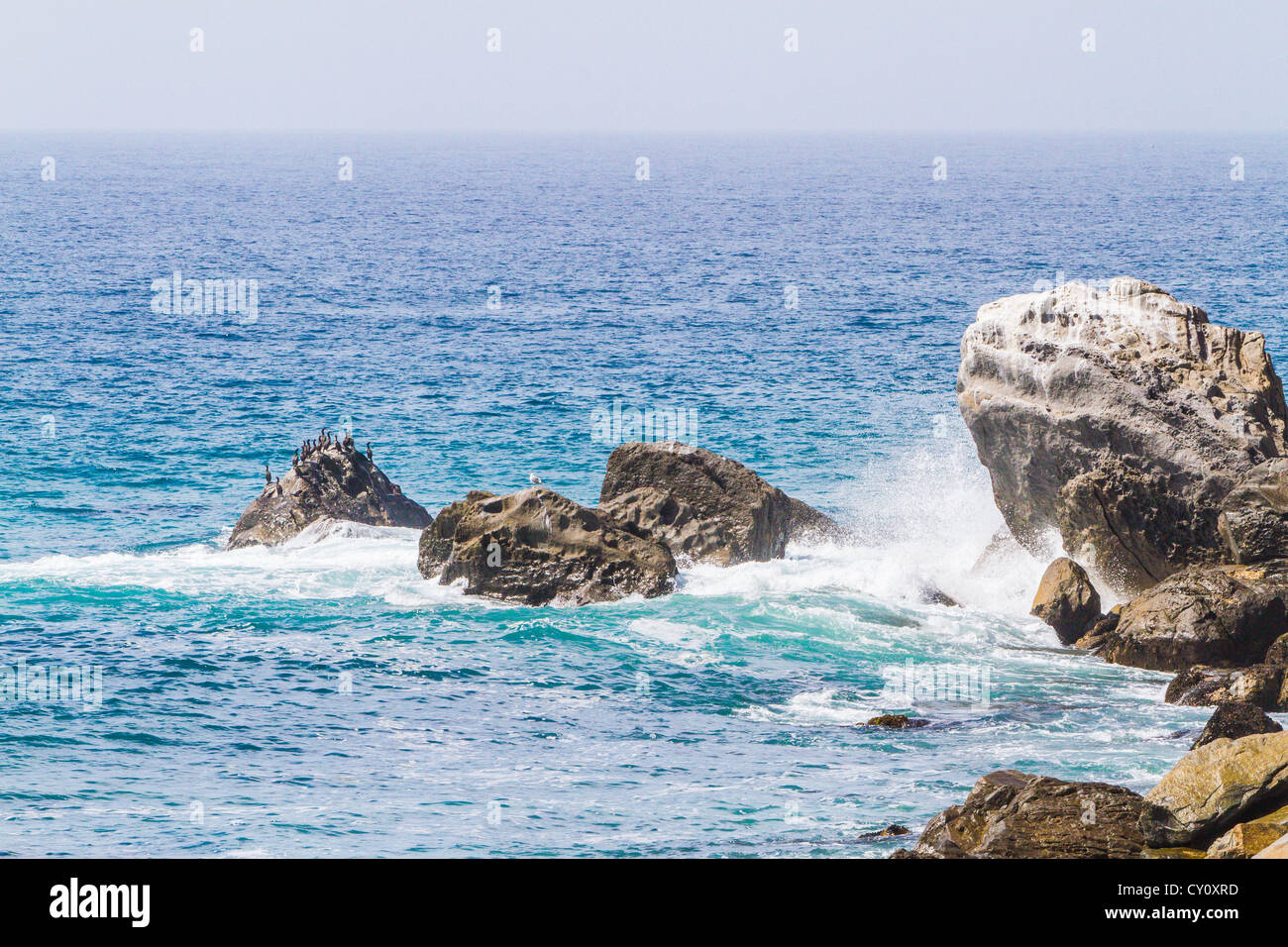 Les oiseaux de mer sur les rochers au large de la côte de Malibu en Californie Banque D'Images