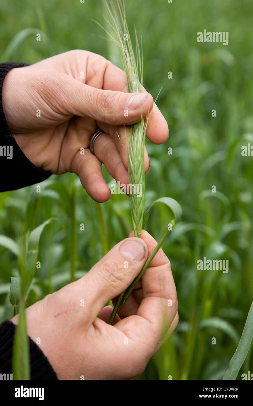 L'inspection de l'agriculteur spike culture céréalière à la main dans le champ, Belgique Banque D'Images
