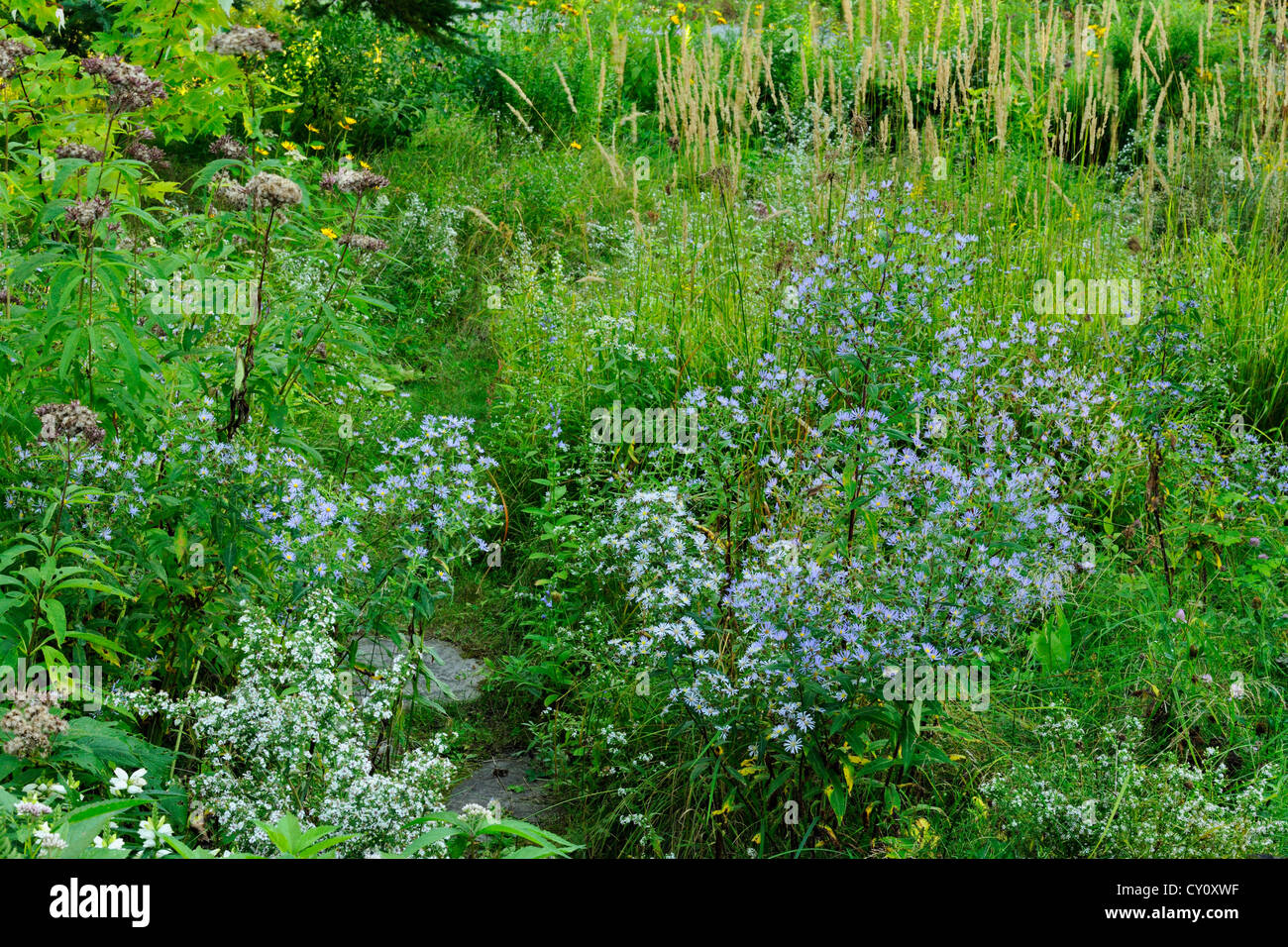 Jardin naturalisés prairie avec asters et sentier, Grand Sudbury, Ontario, Canada Banque D'Images