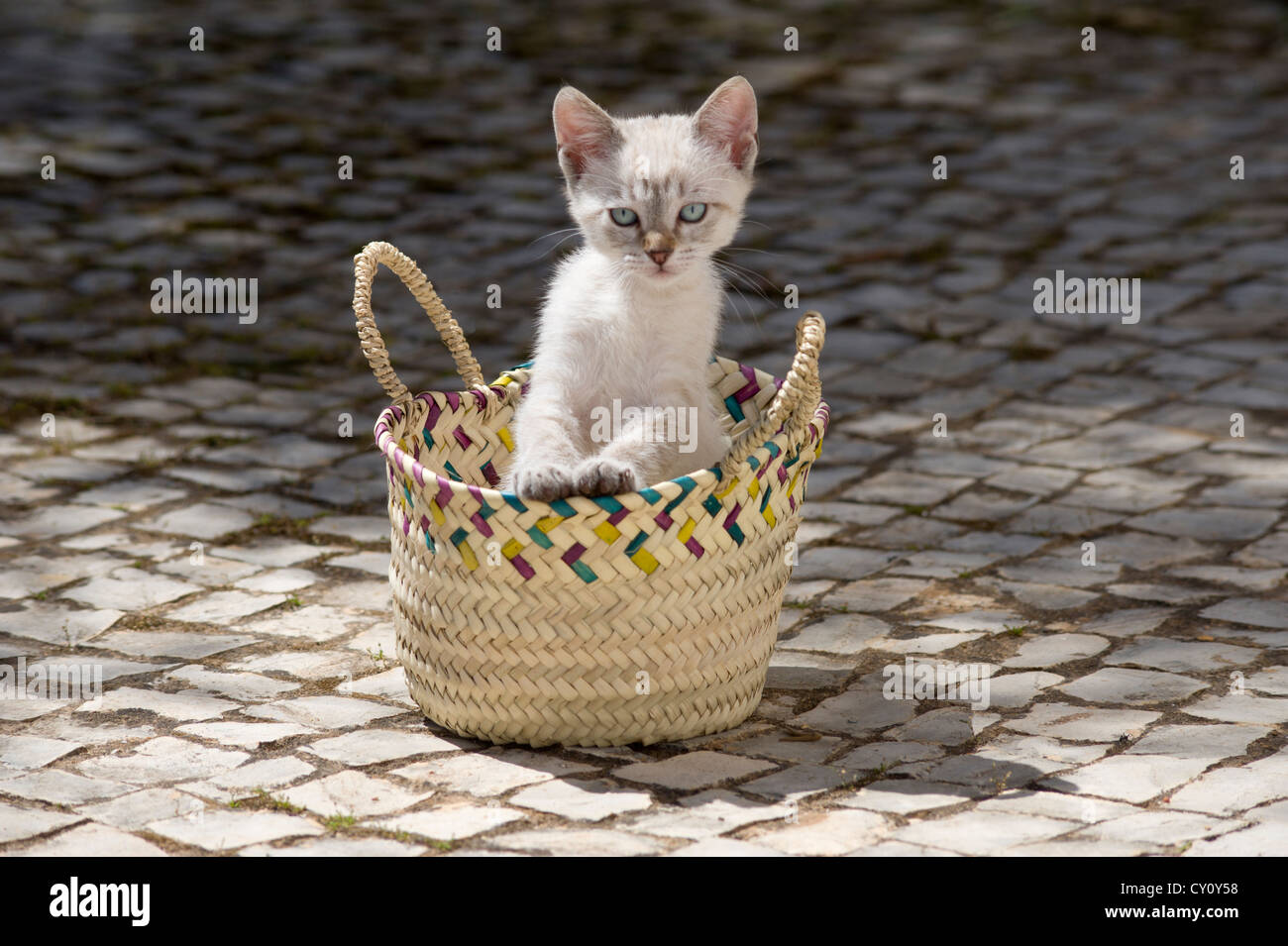 Un chaton jouant dans un panier ( dans l'Algarve, Portugal ) Banque D'Images