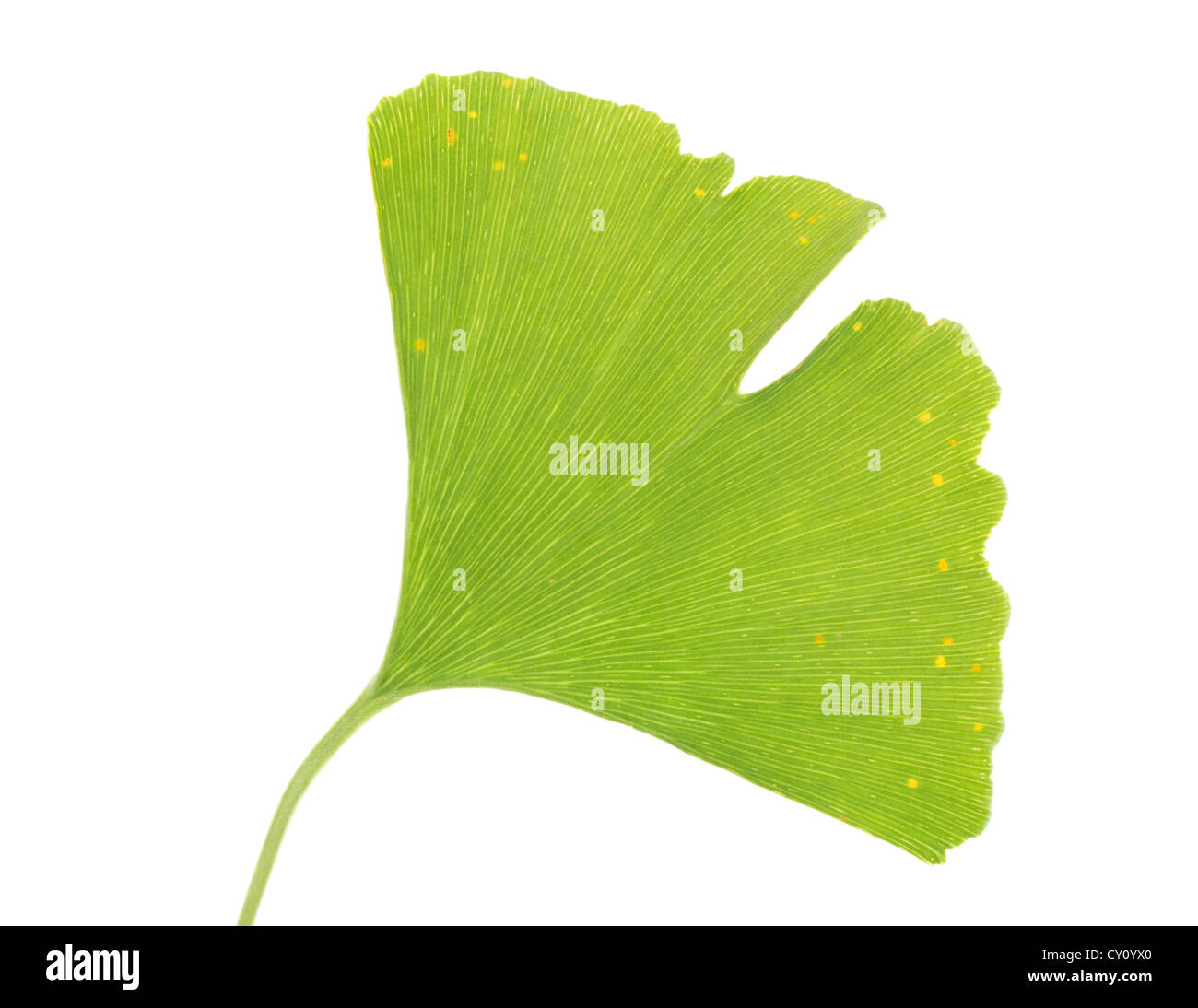 Avec des feuilles de ginkgo biloba arbre sur fond blanc Banque D'Images