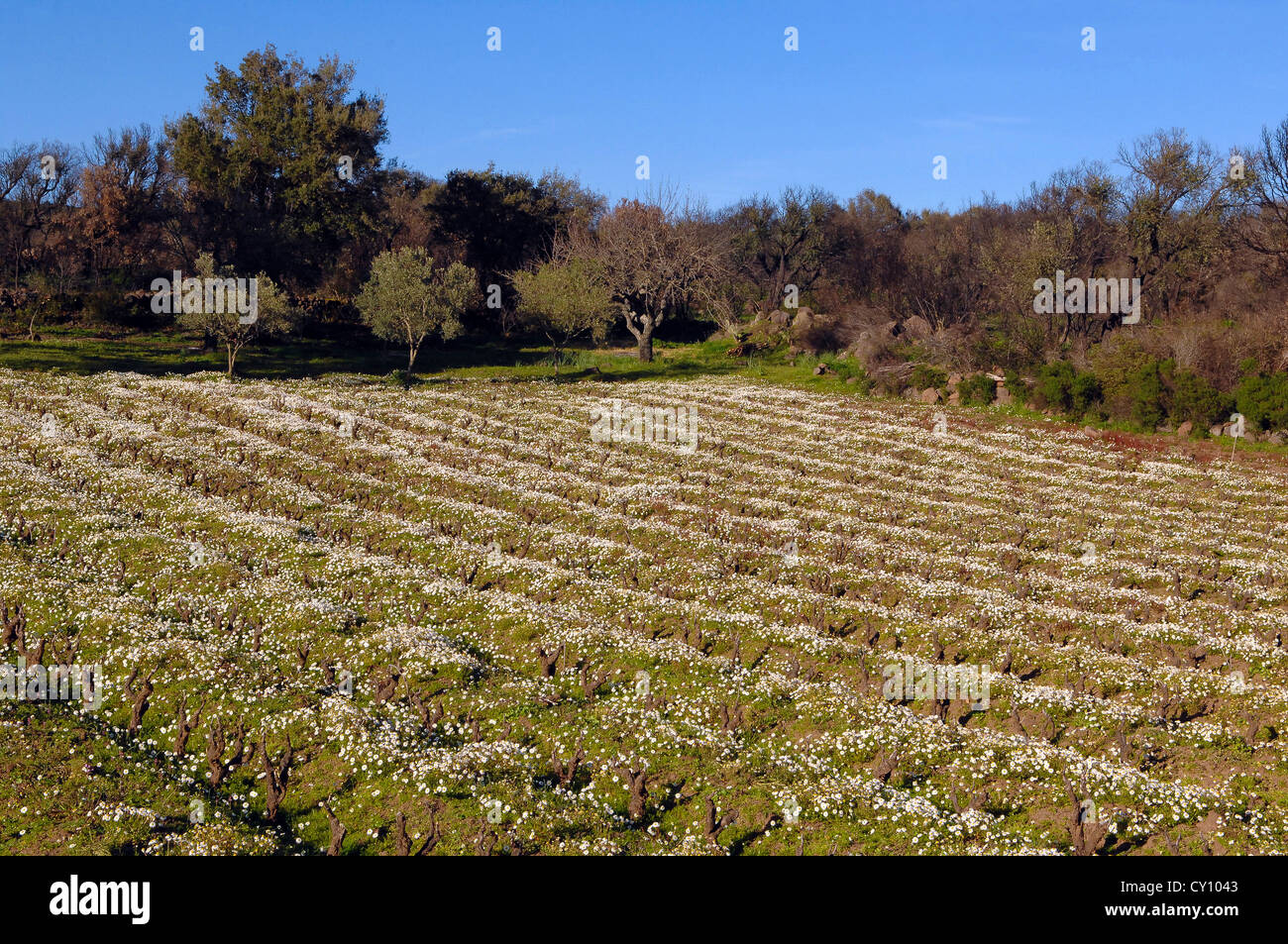 Europe Italie Sardaigne Province de Oristano mont Arci vignoble au printemps Banque D'Images