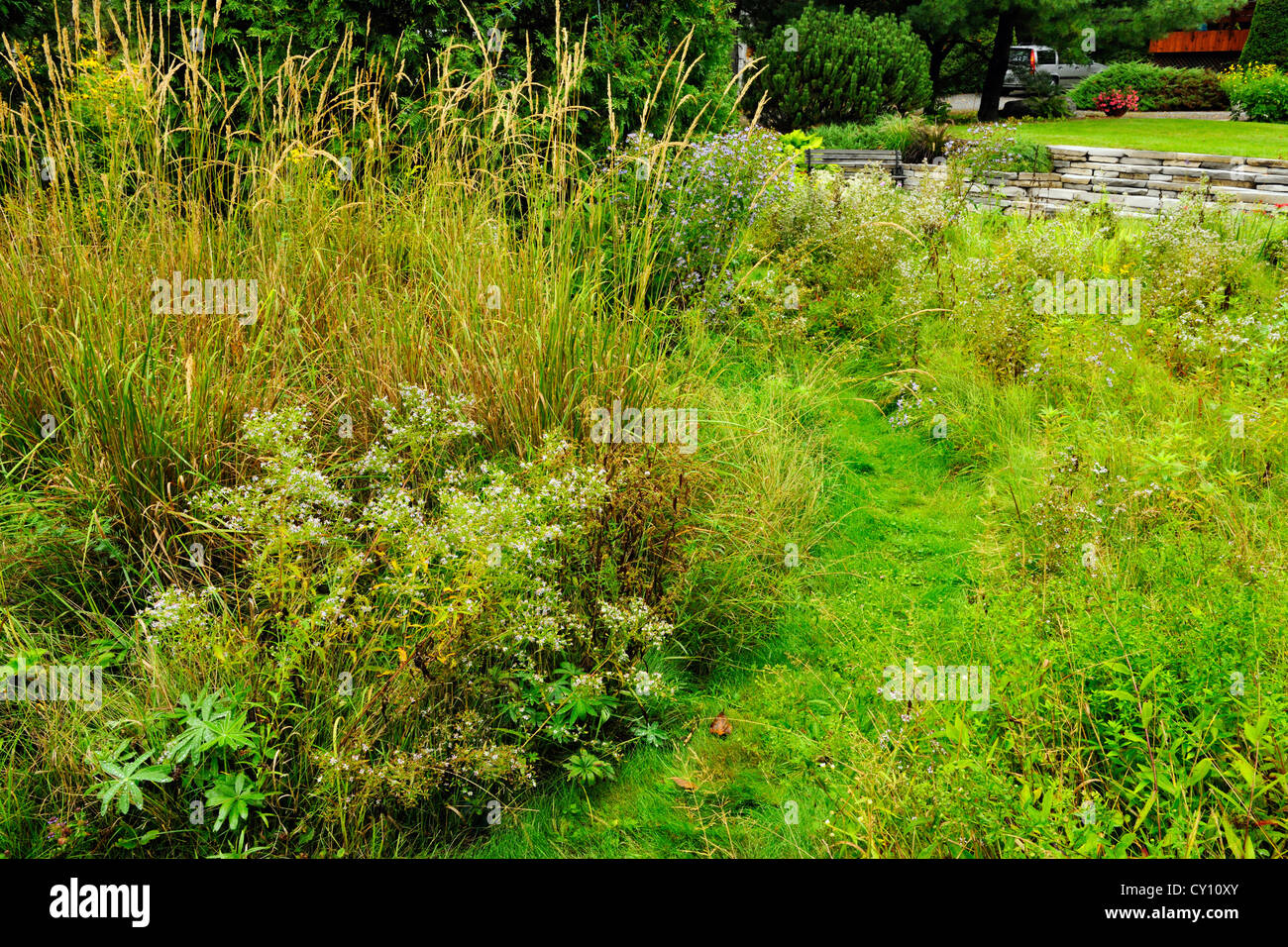 Jardin naturalisés à la fin de l'été- asters et graminées, Grand Sudbury, Ontario, Canada Banque D'Images