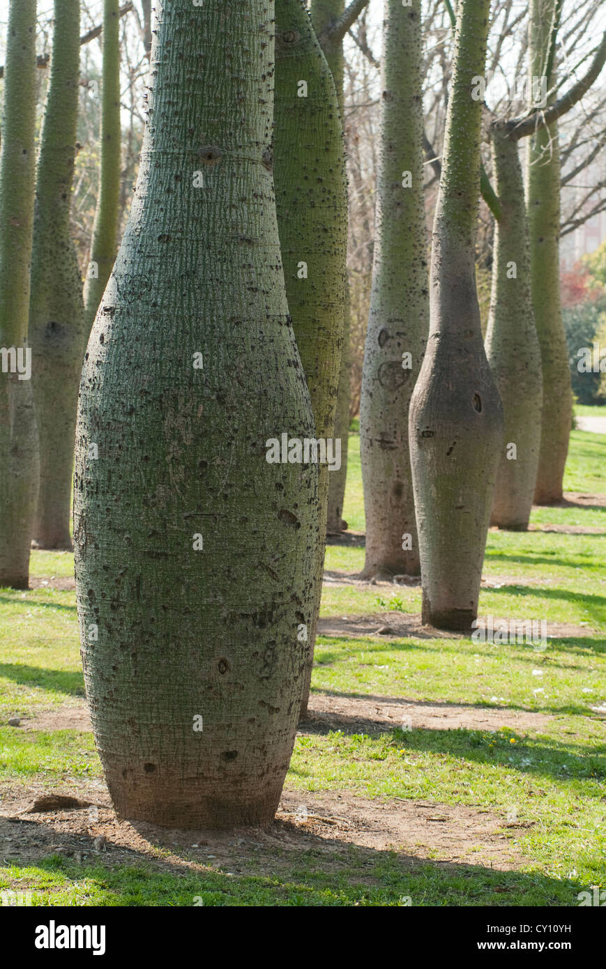 Détail du tronc de Ceiba speciosa, jardin de Turia, Valencia, Espagne, Europe Banque D'Images