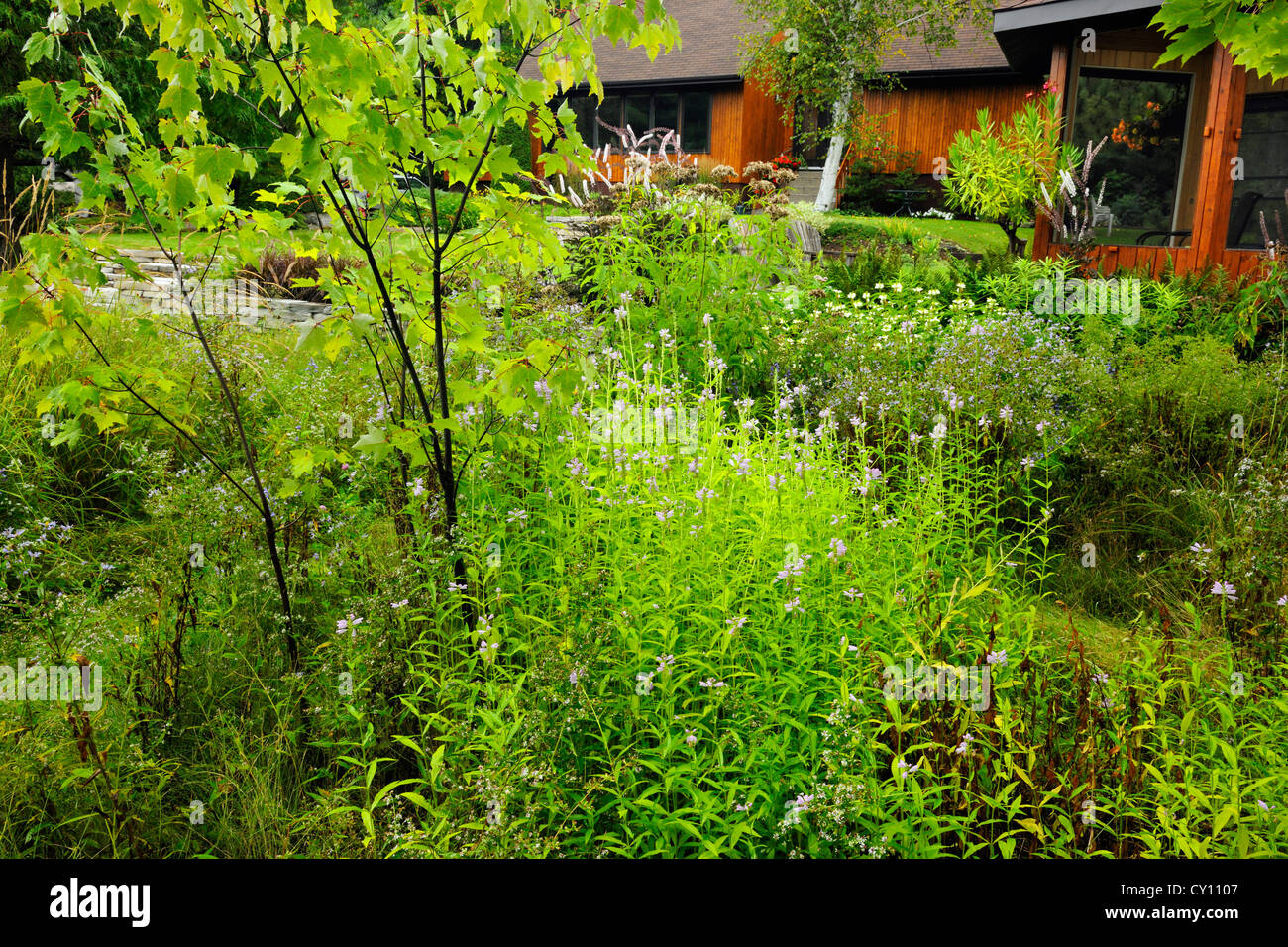 Jardin naturalisés à la fin de l'été- plante obéissante et herbes, Grand Sudbury, Ontario, Canada Banque D'Images