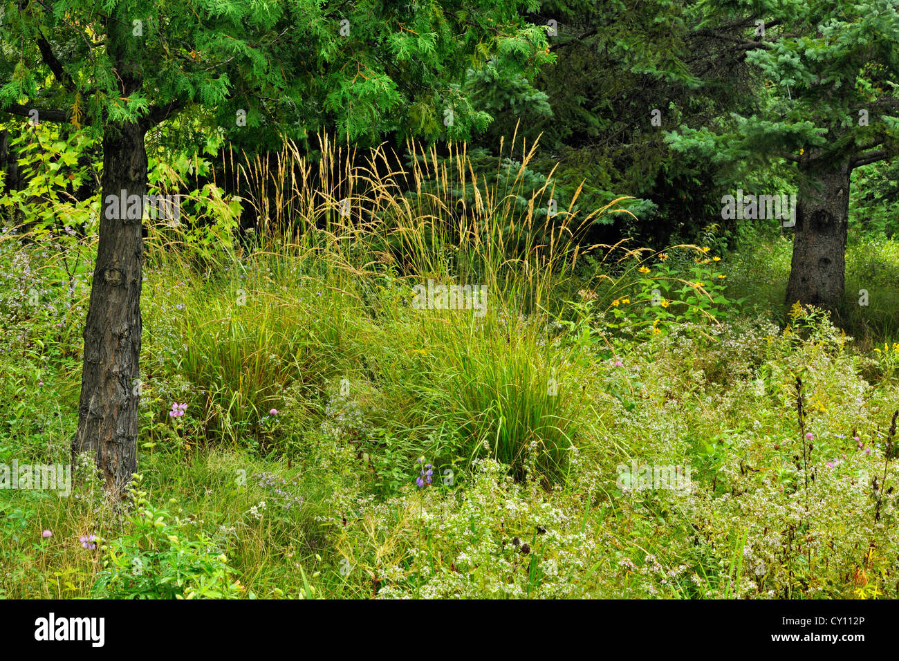 Jardin naturalisés à la fin de l'été- asters et graminées, Grand Sudbury, Ontario, Canada Banque D'Images