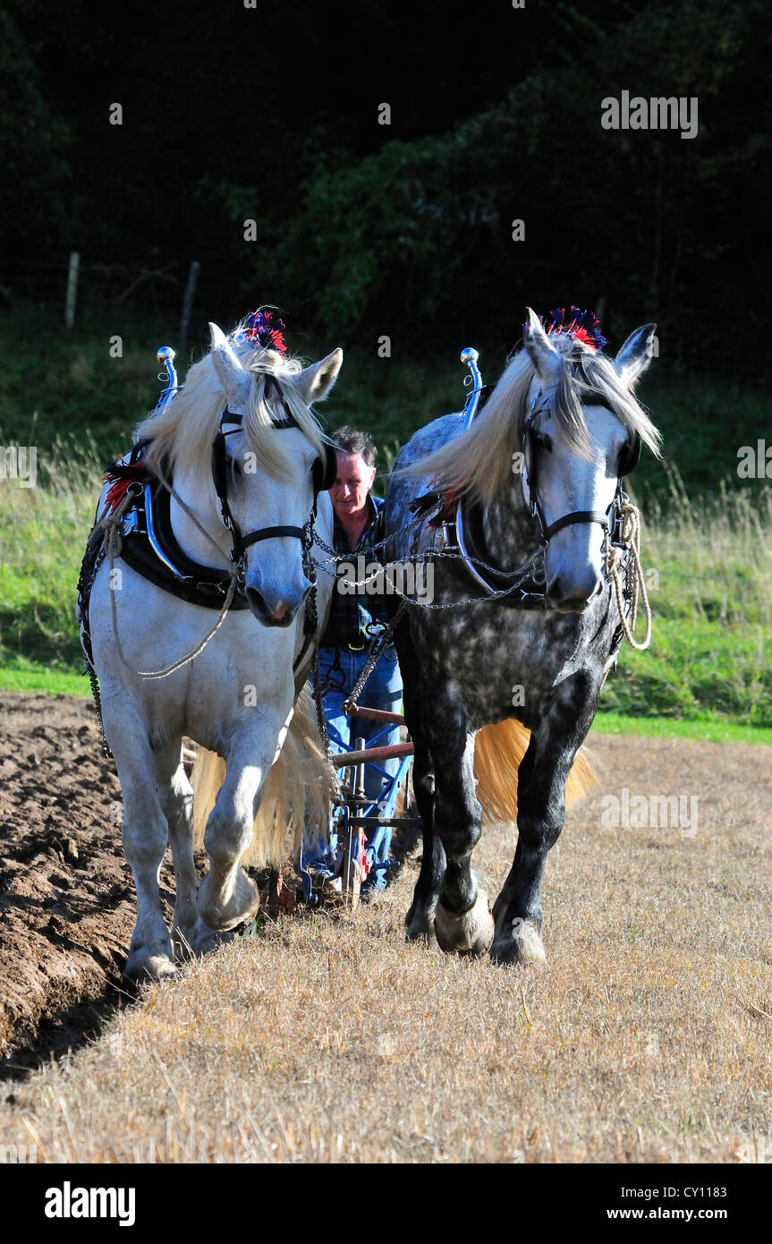 Race de chevaux Percheron chevaux lourds, travail de la terre l'événement de chevaux lourds Banque D'Images
