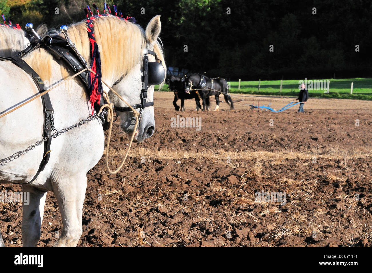 Le labourage de chevaux lourds -événement race de chevaux Percheron, avec le cheval indigène de la région de Clydesdale (Lanarkshire) derrière Banque D'Images