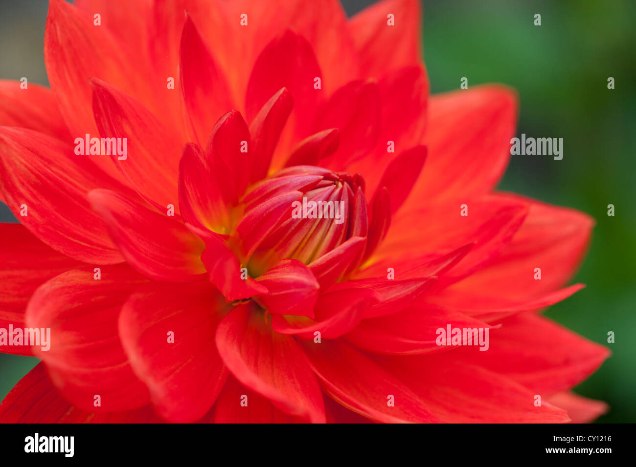 Un gros plan d'une jolie fleur rouge de dahlia Waterlyly dans un jardin anglais en septembre, Royaume-Uni Banque D'Images