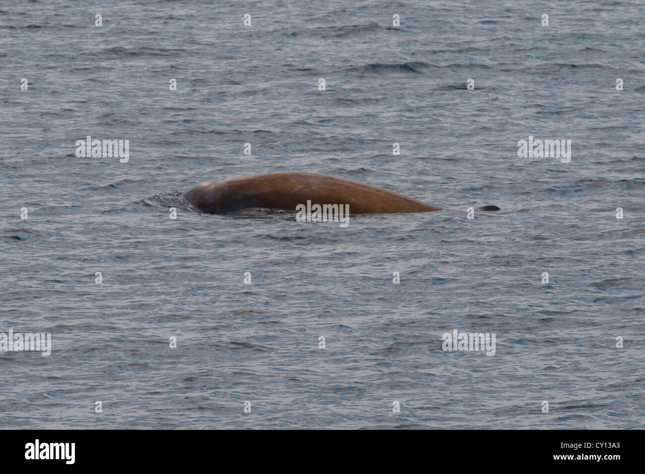 La baleine à bec de Cuvier (Ziphius cavirostris), à la surface. Les Maldives, océan Indien. Banque D'Images