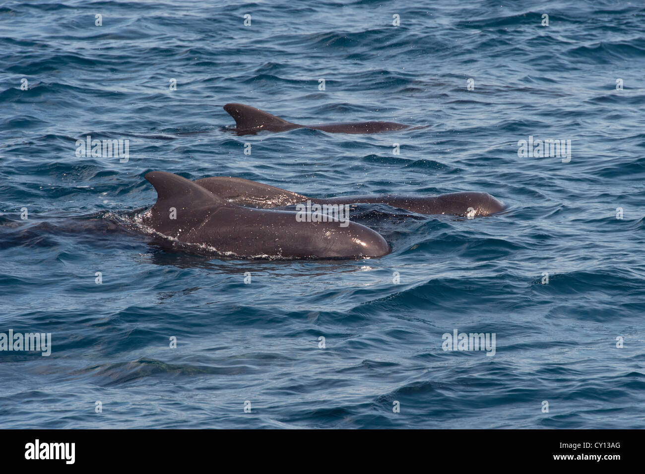 Globicéphale court group (Globicephala macrorhynchus), surfaçage, Maldives, océan Indien. Banque D'Images