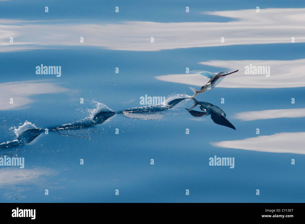 Les espèces de poissons volants (nom scientifique inconnu) avec reflet visible, décoller et laissant une trace sur l'eau. L'Océan indien Banque D'Images