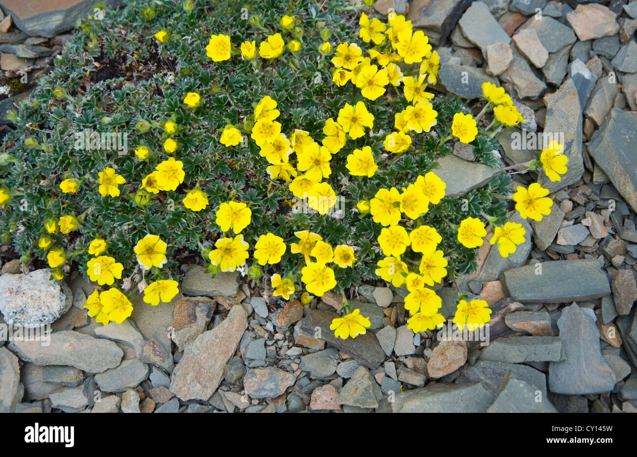 Fleurs jaunes de montagne en haute altitude, Alberta, Canada Banque D'Images
