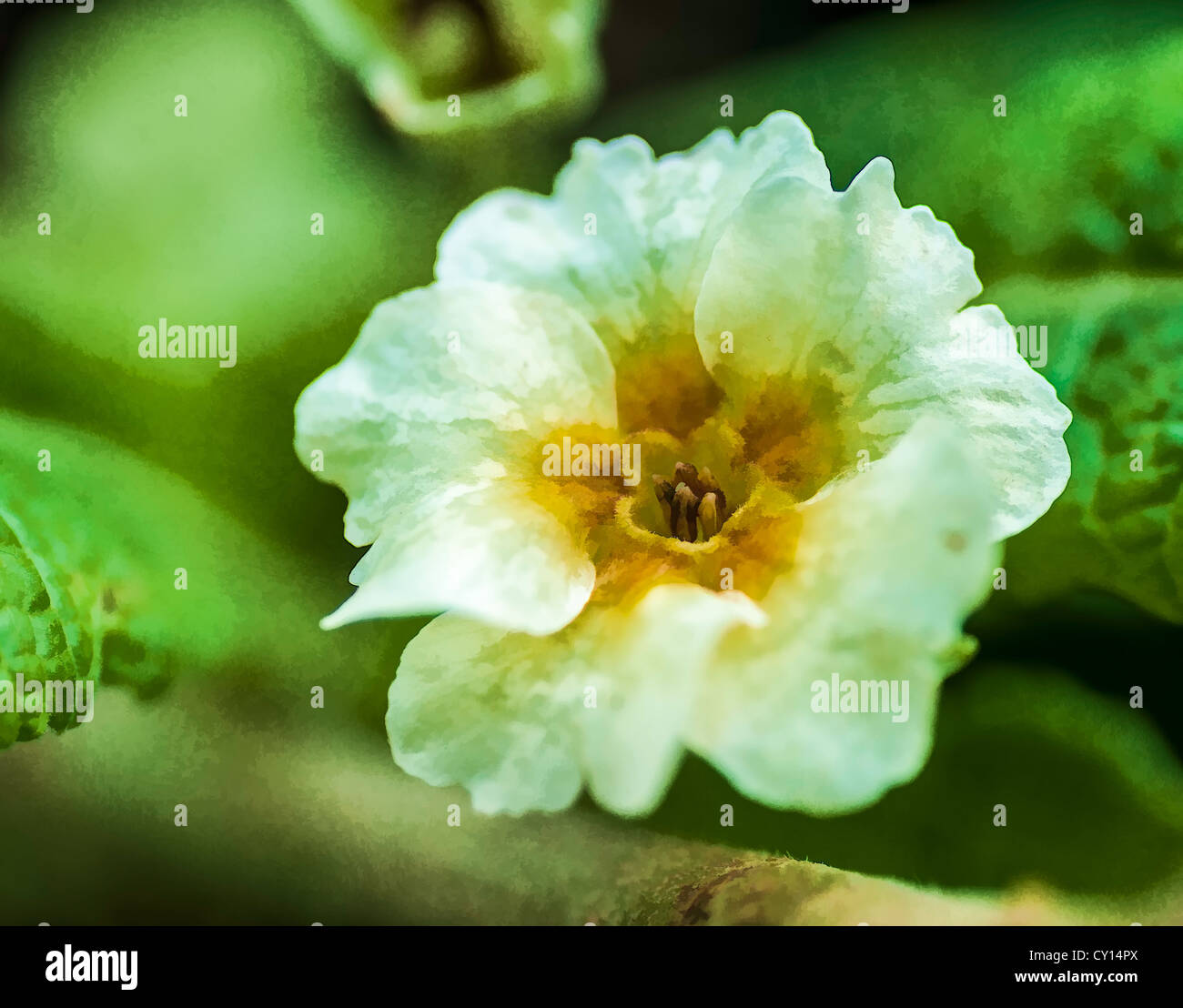 Peinture effet appliqué sur une photo de la fleur de jardin Blanc sur vert maison de repos sur ses pétales Banque D'Images