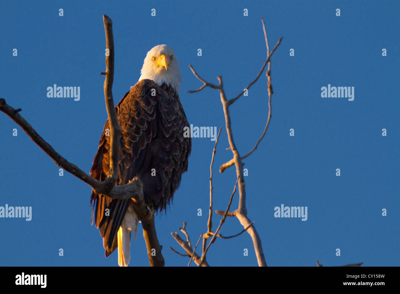 Un pygargue à tête blanche dans le Sacramento National Wildlife Refuge dans la Vallée de Sacramento en Californie. Banque D'Images