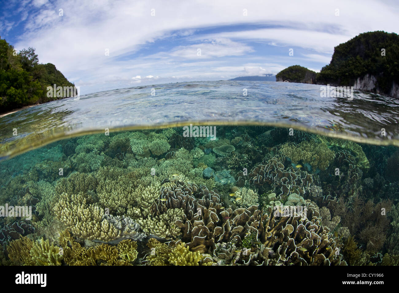 Les récifs coralliens peu profonds, Raja Ampat, Papouasie occidentale, en Indonésie Banque D'Images