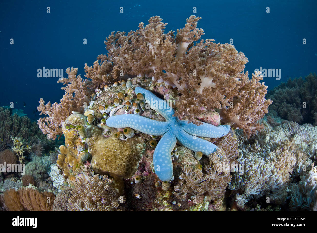 Étoile de mer bleu dans les récifs coralliens, Linckia laevigata, Raja Ampat, Papouasie occidentale, en Indonésie Banque D'Images