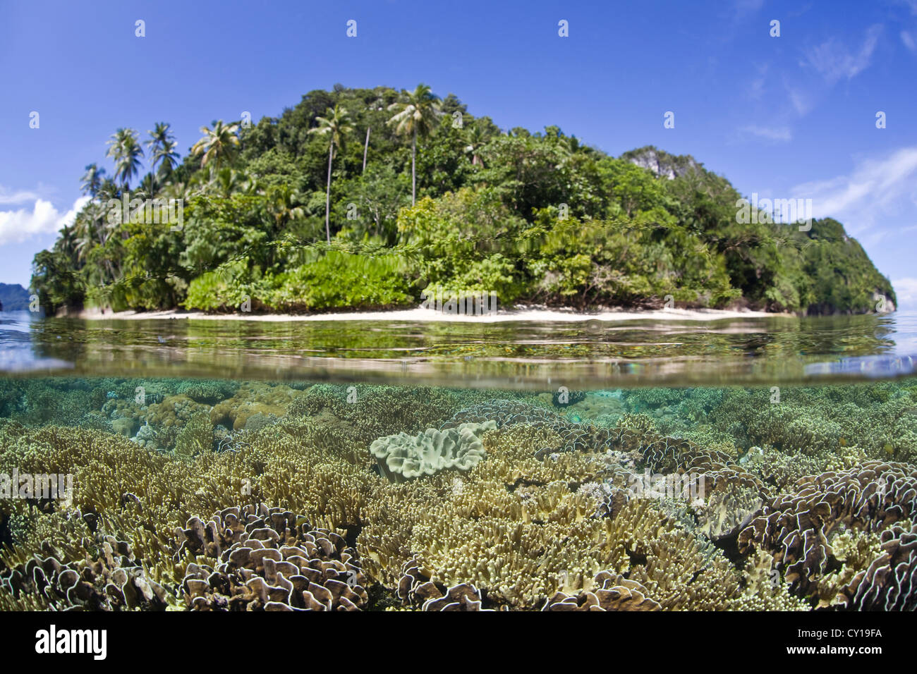 Coraux sur récif peu profond haut, Raja Ampat, Papouasie occidentale, en Indonésie Banque D'Images