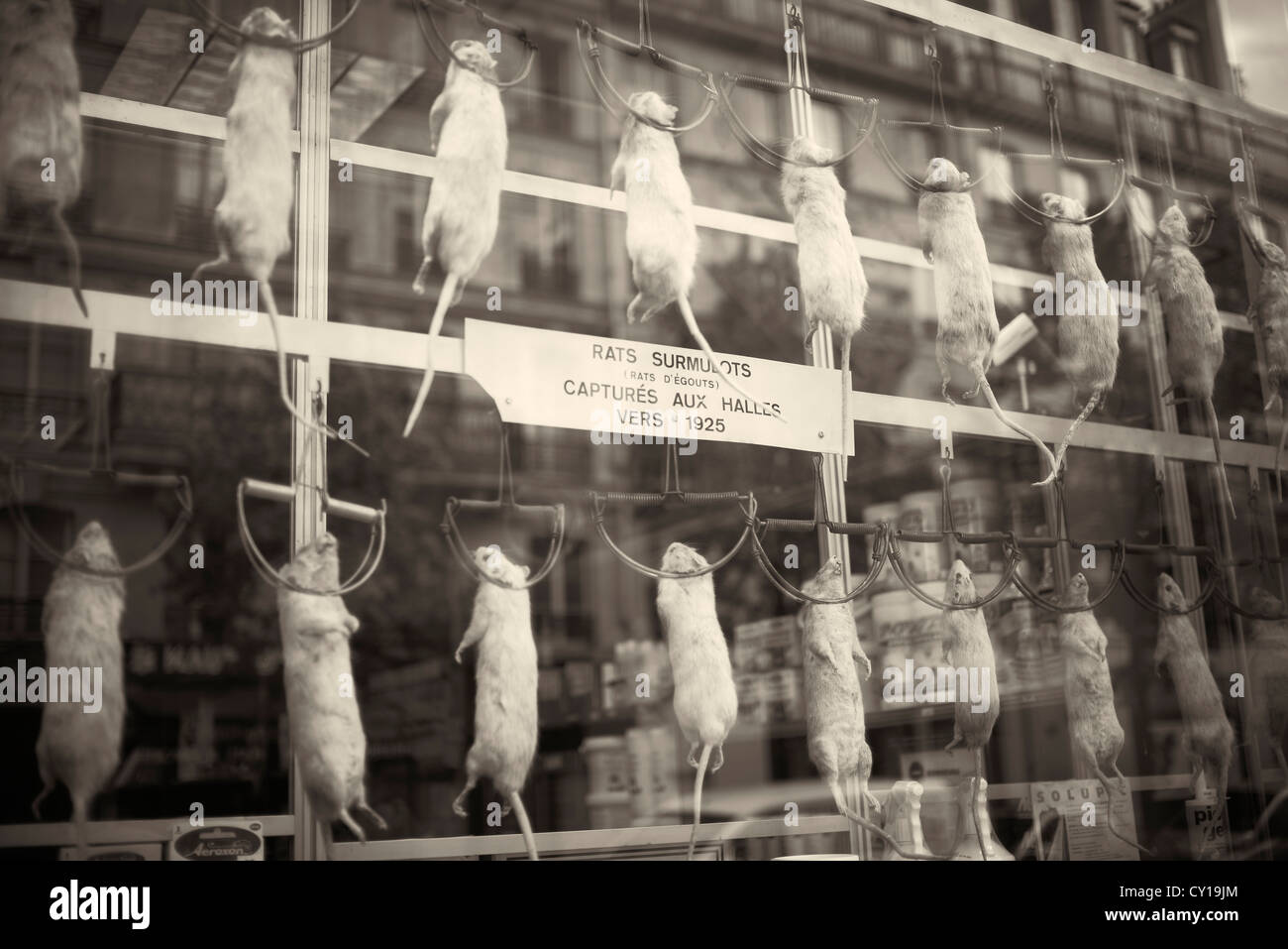 Rats morts Banque de photographies et d’images à haute résolution - Alamy