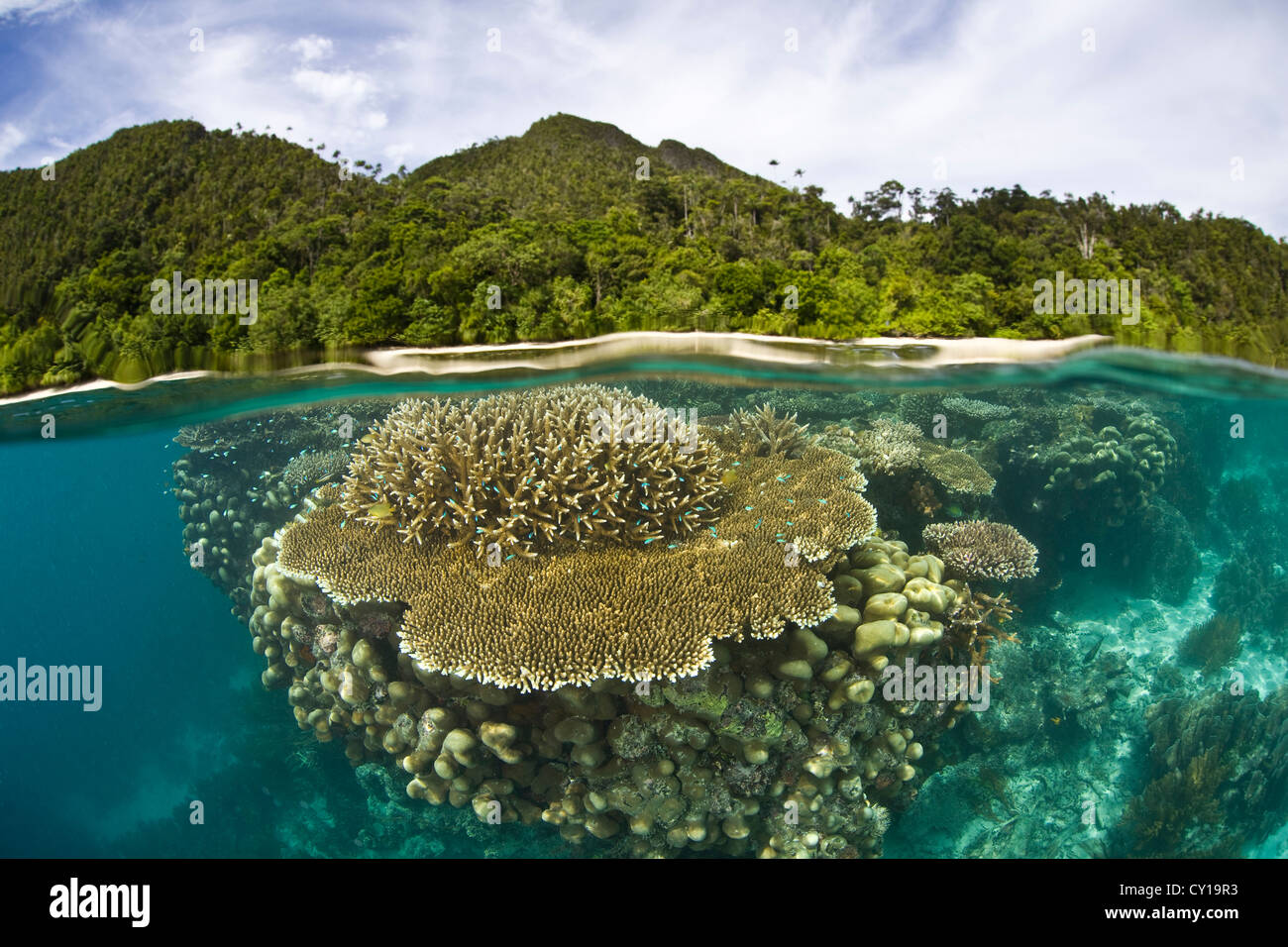 Sur le récif de coraux Table Top, Acropora sp., Raja Ampat, Papouasie occidentale, en Indonésie Banque D'Images