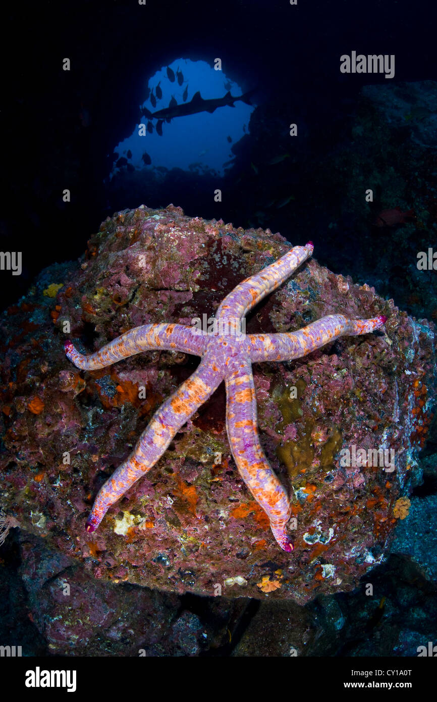 Seastar s'accroche à un Rocher, Asteria, Cocos Island, l'océan Pacifique, le Costa Rica Banque D'Images