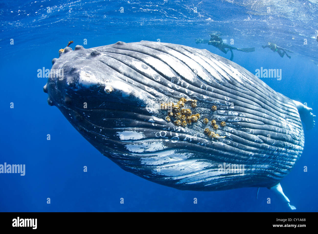 Rorqual à bosse, Megaptera novaeangliae, Silver Bank, Océan Atlantique, la République Dominicaine Banque D'Images