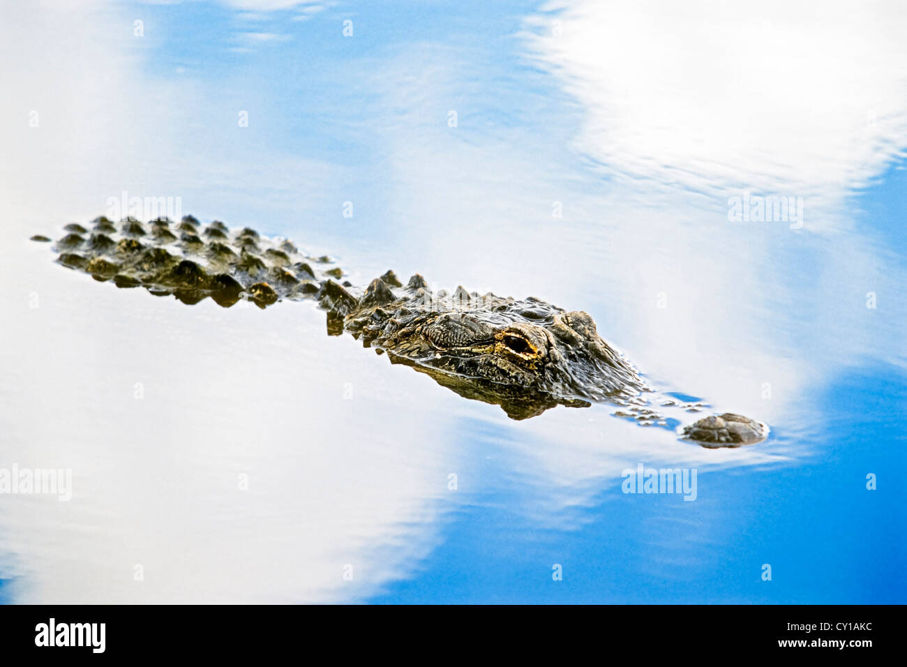 Alligator mississippiensis, Alligator, le Parc National des Everglades, Florida, USA Banque D'Images