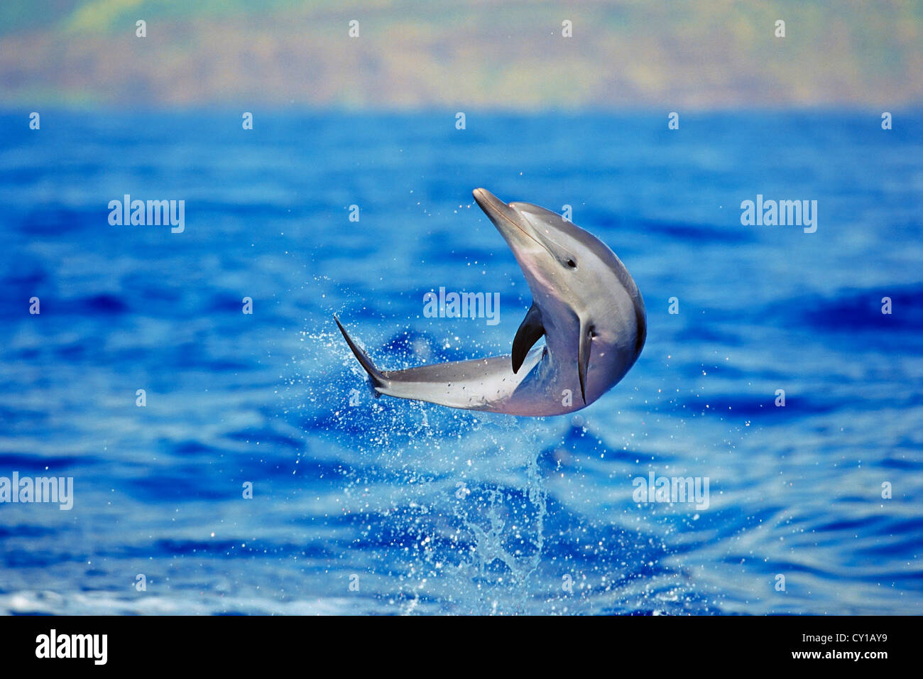 Dauphin tacheté Pantropical, Stenella attenuata, Big Island, Hawaii, USA Banque D'Images