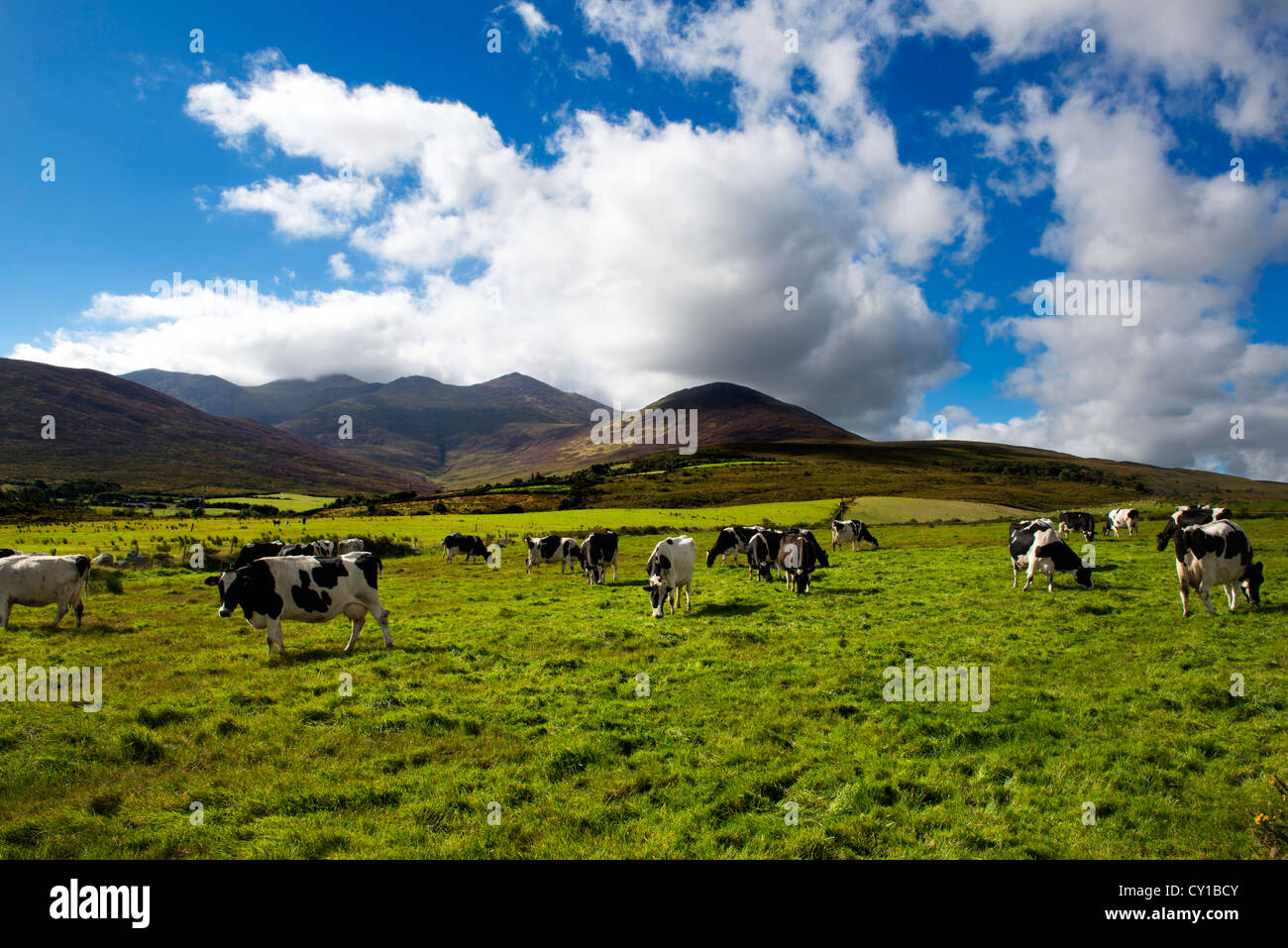 Les bovins laitiers , Macgillycuddy Reeks , Comté de Kerry Banque D'Images