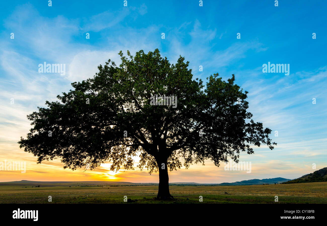 Coucher du soleil et de l'arbre sur un domaine siluet Banque D'Images