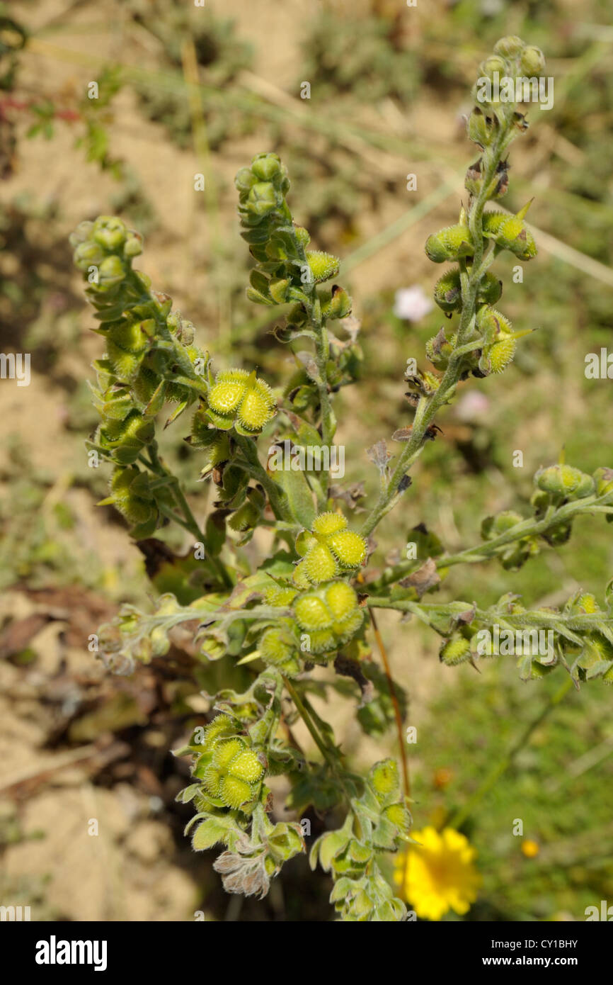 Pied-de-langue, Cynoglossum officinale, fruits ou seedheads Banque D'Images