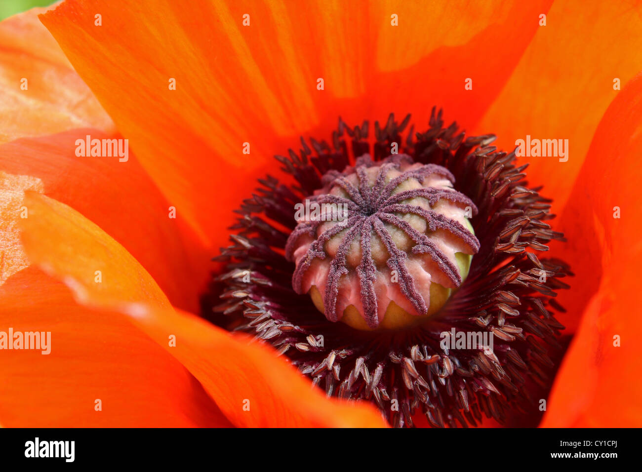 Close-up d'un coquelicot rouge orange Banque D'Images