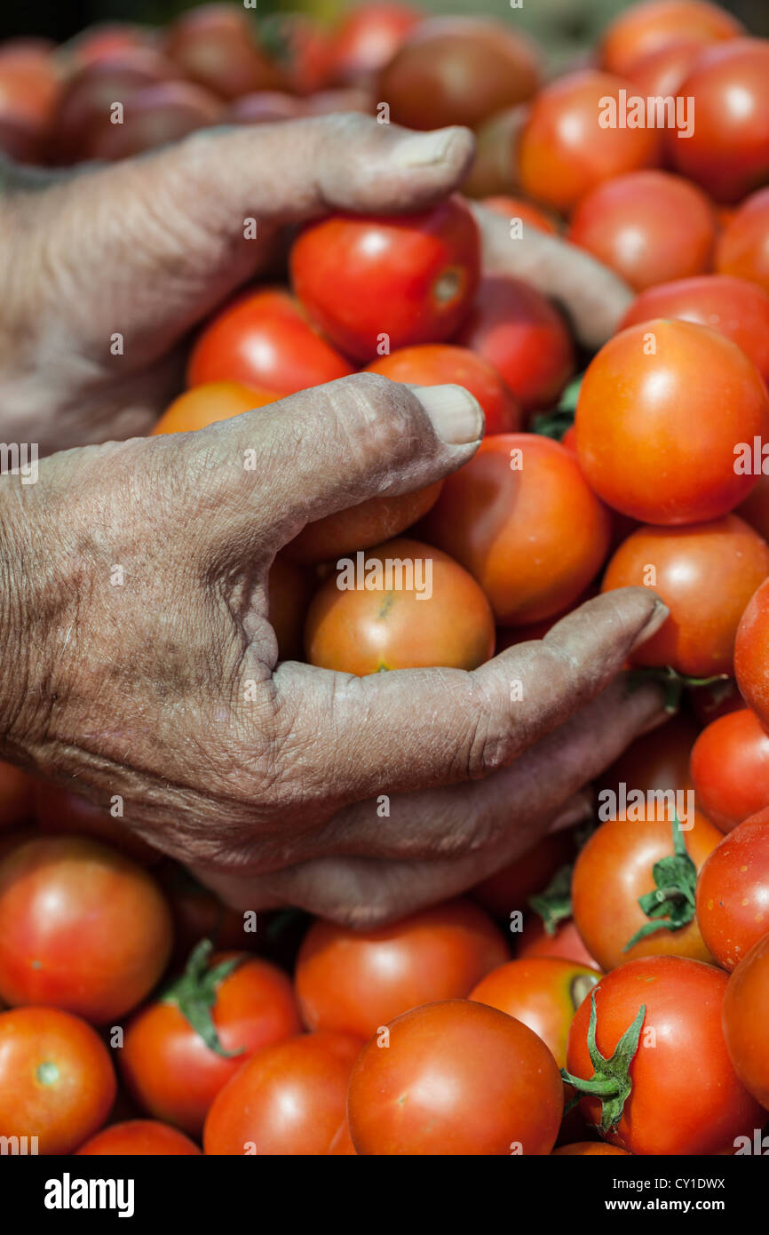Tomotoes à vendre à Kyrenia, Chypre du Nord marché Mercredi Banque D'Images