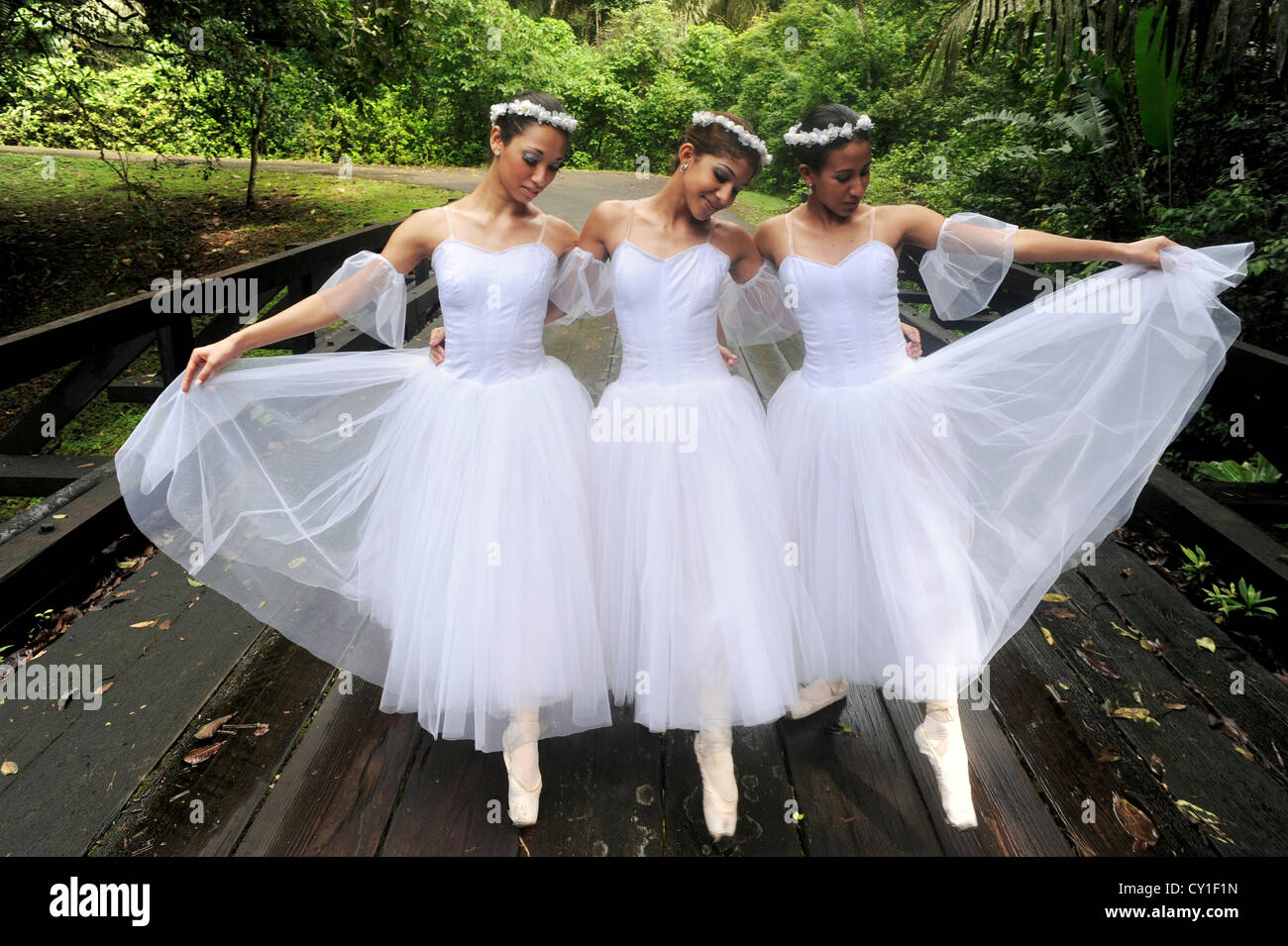 Balades avec grâce les danseurs sur Parc National de Soberania au Panama. Banque D'Images