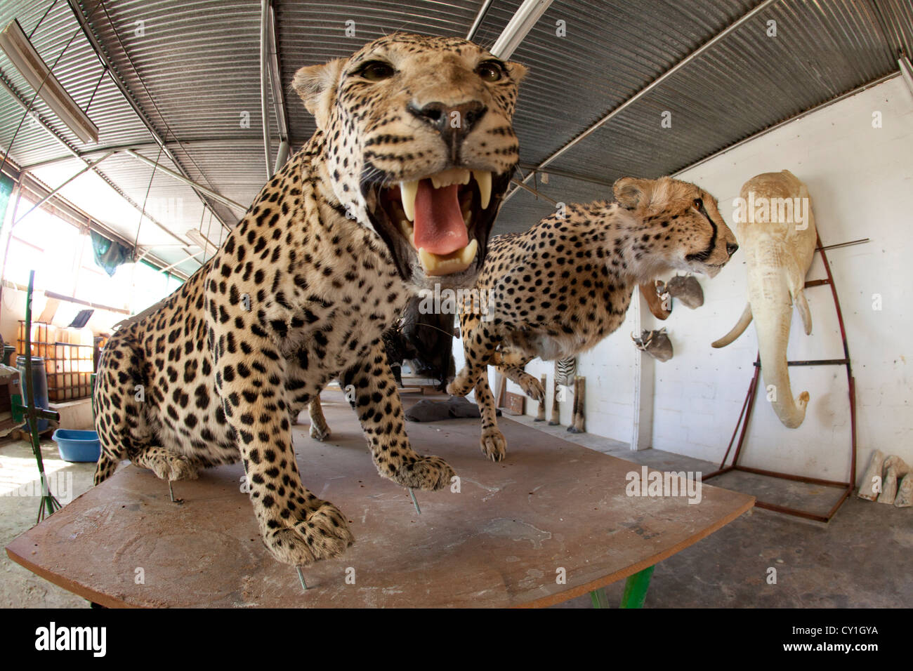 La taxidermie. Les chasseurs de l'analyse des États-Unis et l'Allemagne et le farcir de la faune comme un trophée dans un atelier de taxidermie en Namibie. Banque D'Images