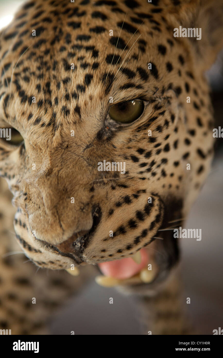 La taxidermie. Les chasseurs de l'analyse des États-Unis et l'Allemagne et le farcir de la faune comme un trophée dans un atelier de taxidermie en Namibie. Banque D'Images