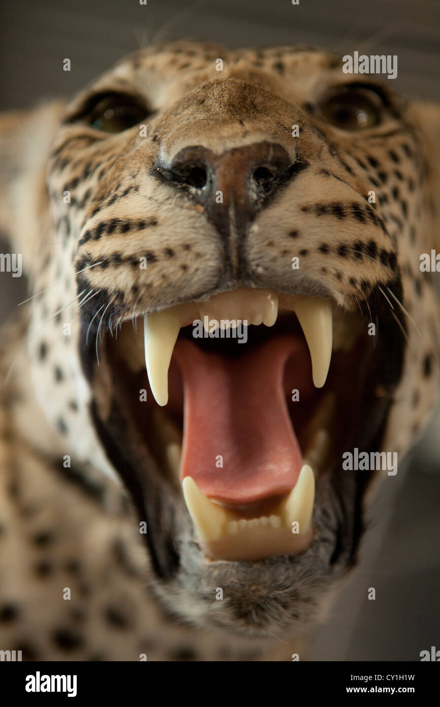 La taxidermie. Les chasseurs de l'analyse des États-Unis et l'Allemagne et le farcir de la faune comme un trophée dans un atelier de taxidermie en Namibie. Banque D'Images