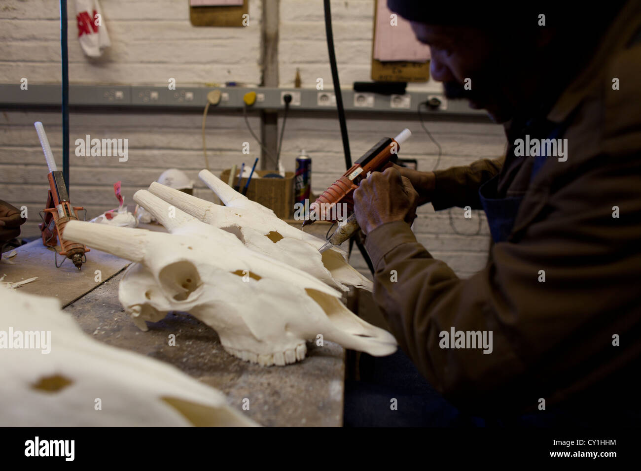 La taxidermie. Les chasseurs de l'analyse des États-Unis et l'Allemagne et le farcir de la faune comme un trophée dans un atelier de taxidermie en Namibie. Banque D'Images