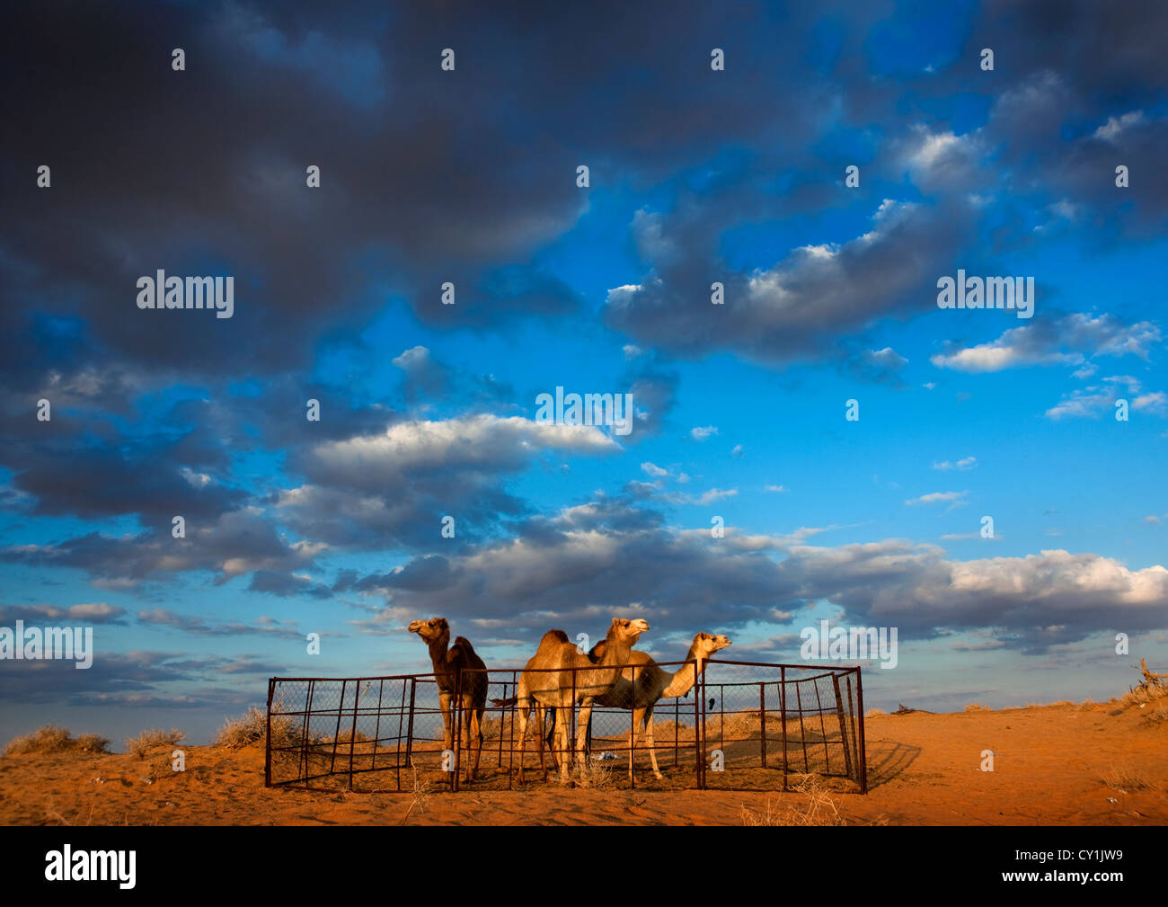 Des chameaux dans le désert Nafoud, l'Arabie Saoudite Banque D'Images