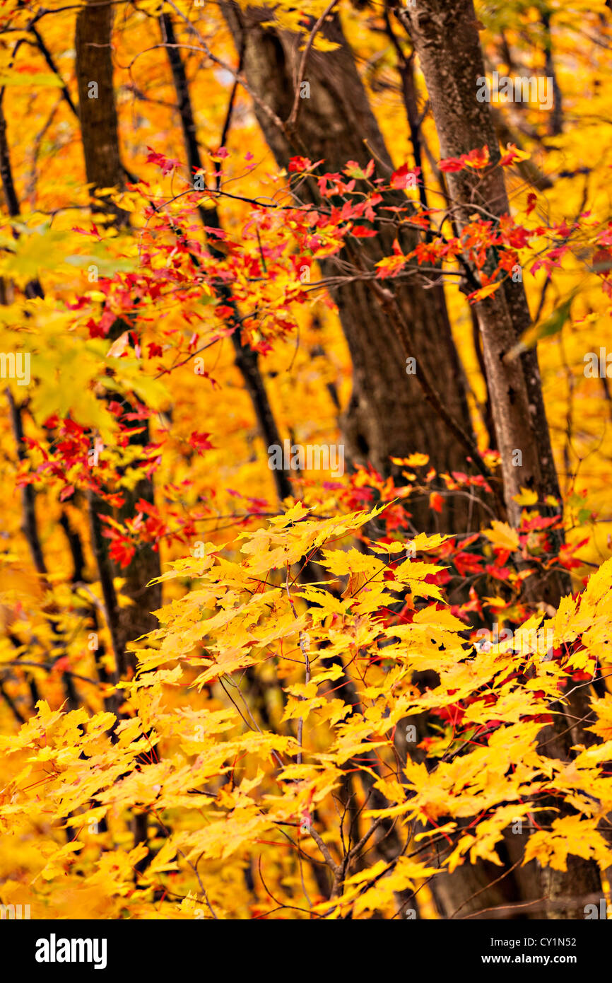 Feuillage d'automne car les feuilles changent de couleurs le long de la Blue Ridge Parc National près de Asheville, Caroline du Nord. Banque D'Images