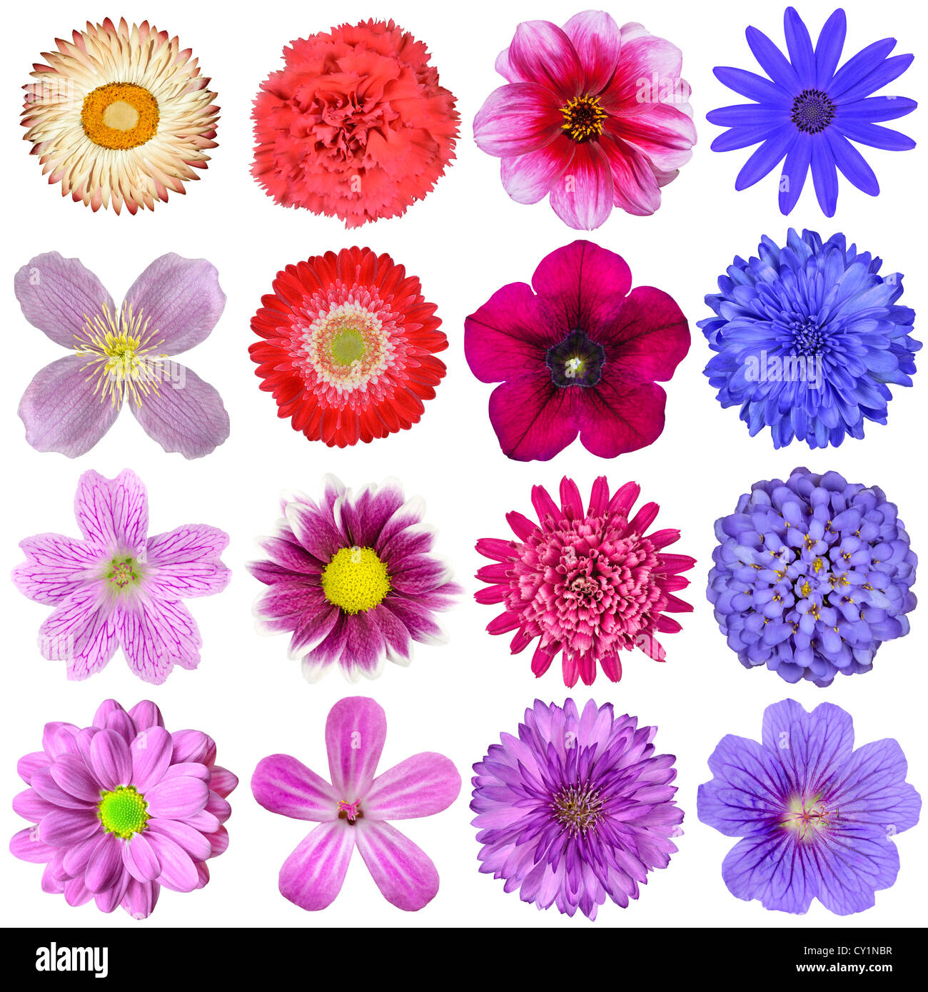 Collection de fleurs diverses 16 sélection beau beauté bleu macro bloom blooming blossom botanique botanique chrysanthemum lumineux Banque D'Images