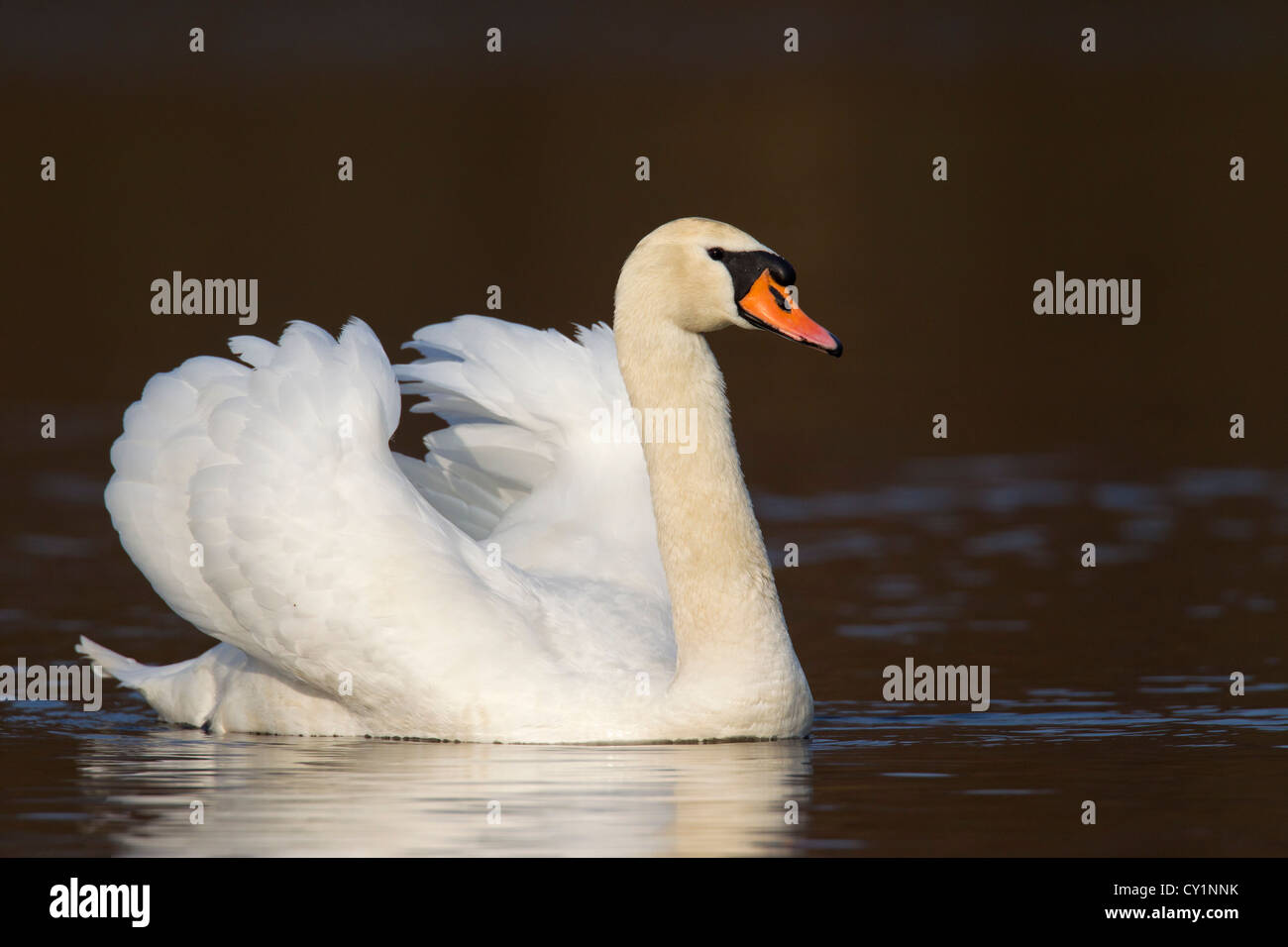 Mute swan (Cygnus olor) masculin natation sur le lac et la posture agressive dominante montrant, Allemagne Banque D'Images