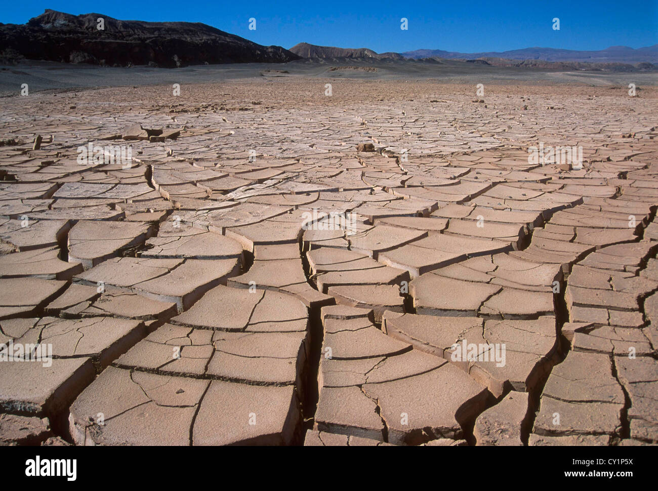 Le sol fissuré, la sécheresse. Désert d'Atacama, au Chili, en Amérique du Sud. Banque D'Images