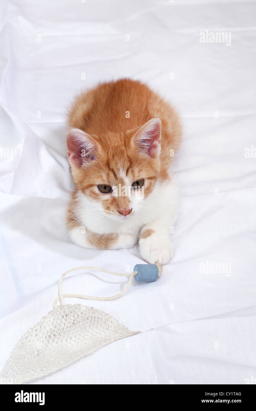 Ginger Kitten Playing avec lave-linge Sac Tablette Banque D'Images