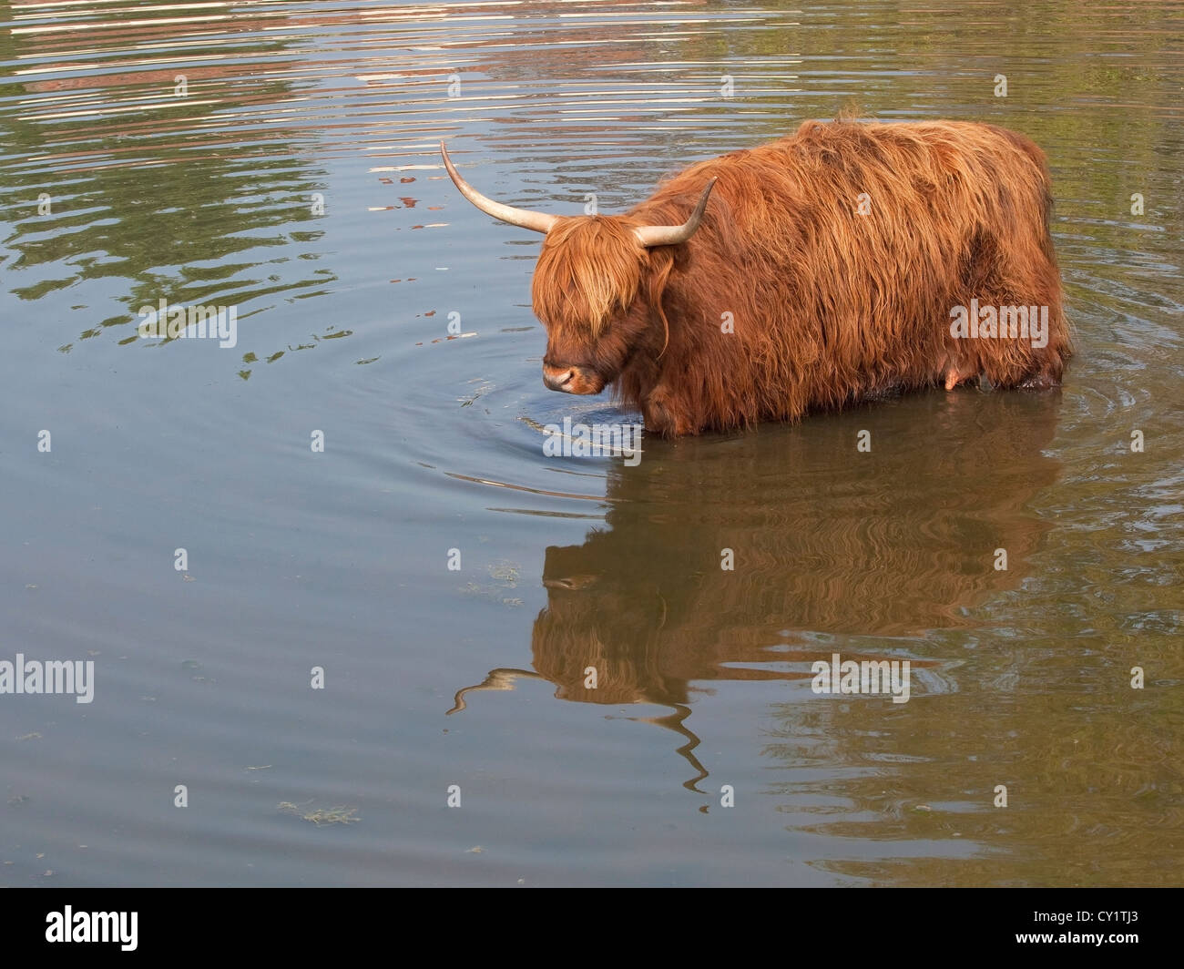 Une vache highland refroidissement par patauger dans un étang du village Banque D'Images