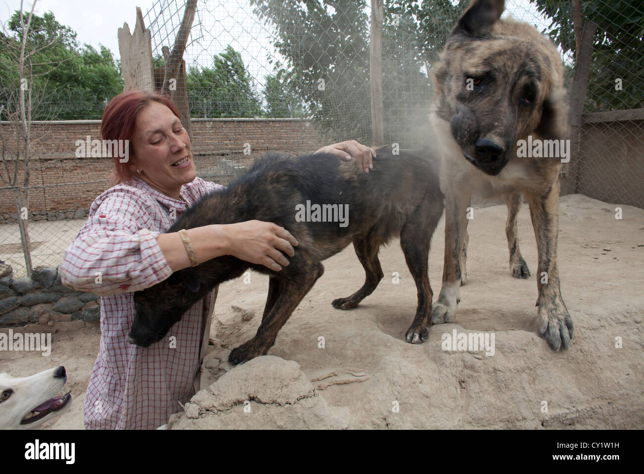 Nowzad est un chenil pour les chiens de rue à Kaboul, dirigé par Louise haslie Banque D'Images