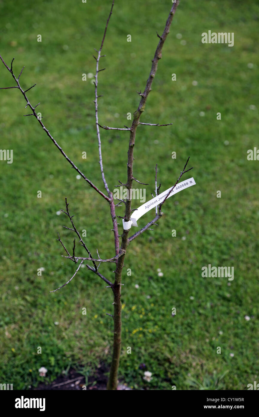 L'abricotier mort en jardin Surrey England Banque D'Images