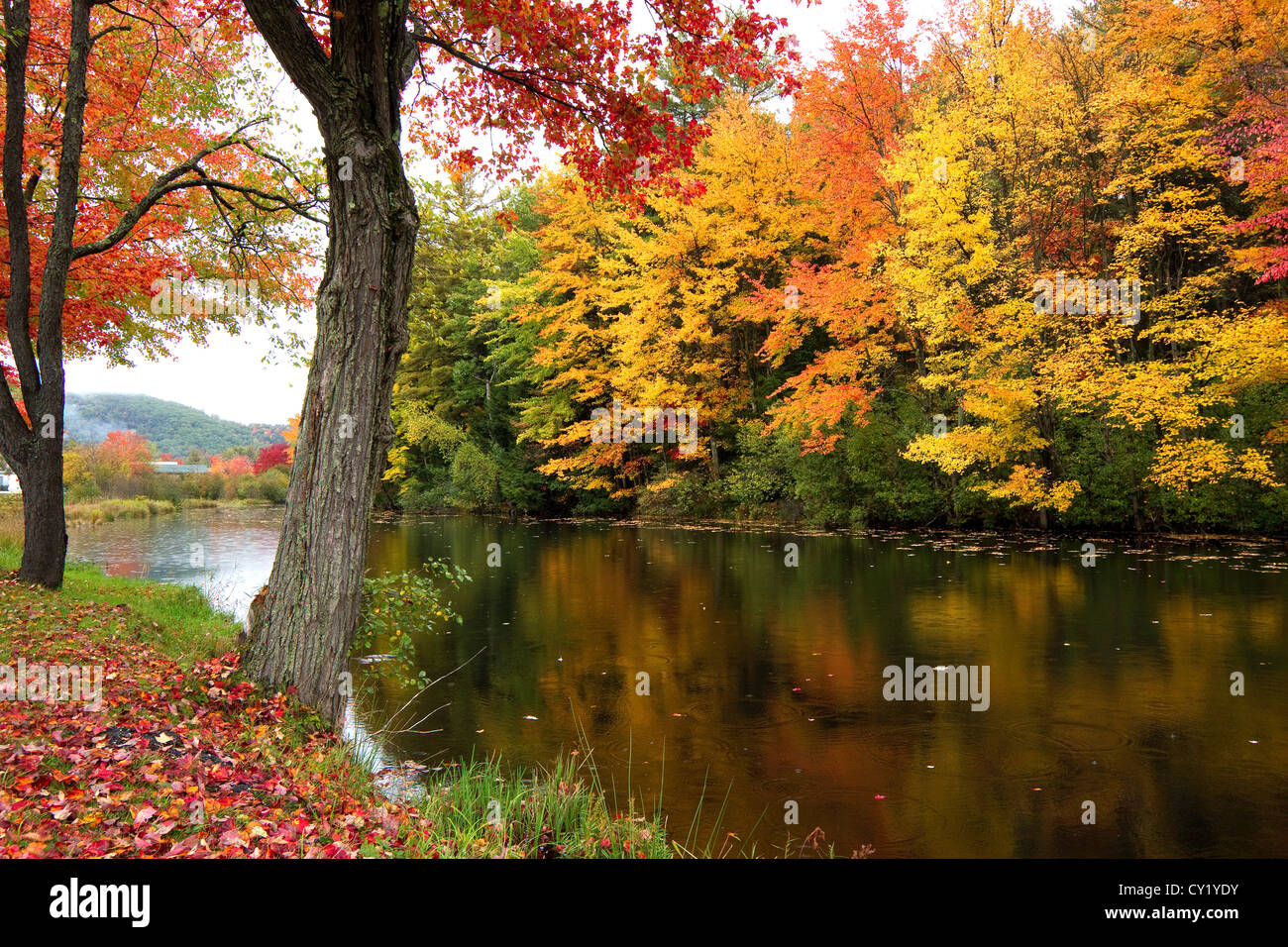 Automne, automne, arbres aux feuilles de couleurs vives dans le New Hampshire, New England fait un beau feuillage scène avec couleurs d'automne. Banque D'Images