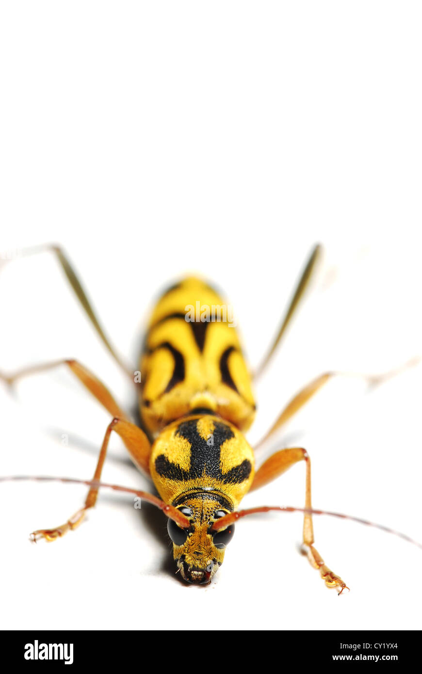 Bug jaune avec motif unique sur son corps Banque D'Images